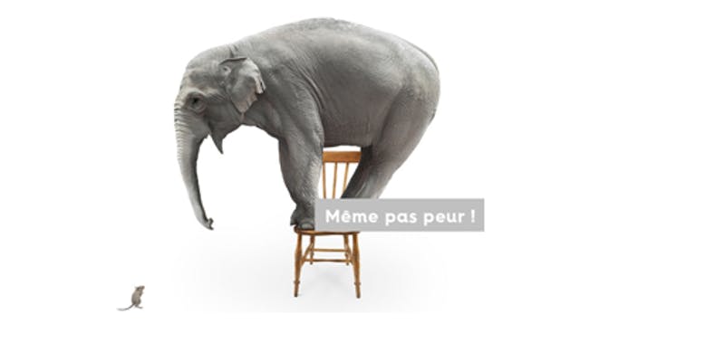 Eléphant souris phobie